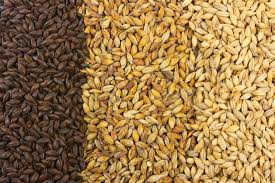 Barley Malt Manufacturer Supplier Wholesale Exporter Importer Buyer Trader Retailer in chennai Tamil Nadu India